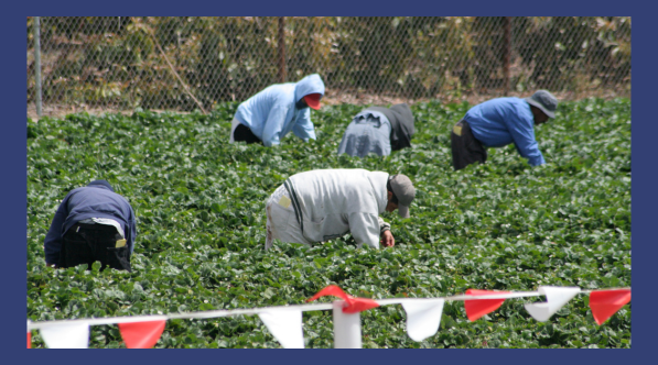 Recent ruling could benefit migrant farm workers injured on the job